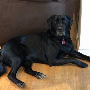 Meet your Posher, Austin